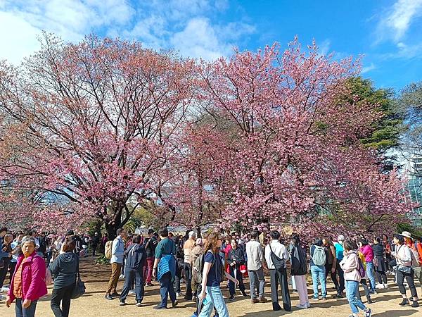 【日本關東賞櫻行】十間橋.成田櫻山公園.冰川神社.吉祥寺.新