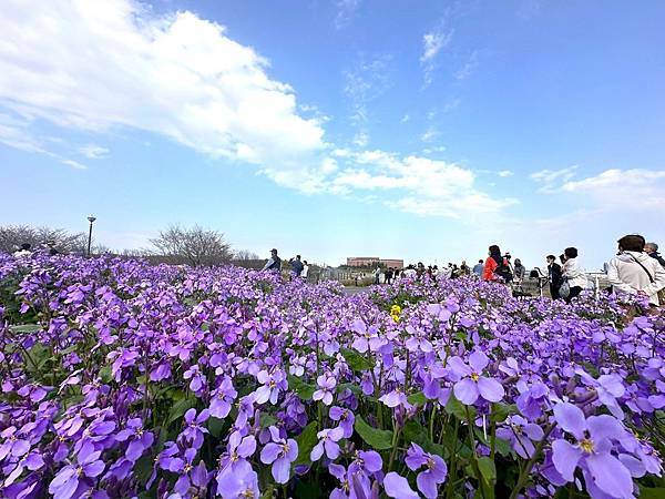 【日本關東賞櫻行】十間橋.成田櫻山公園.冰川神社.吉祥寺.新