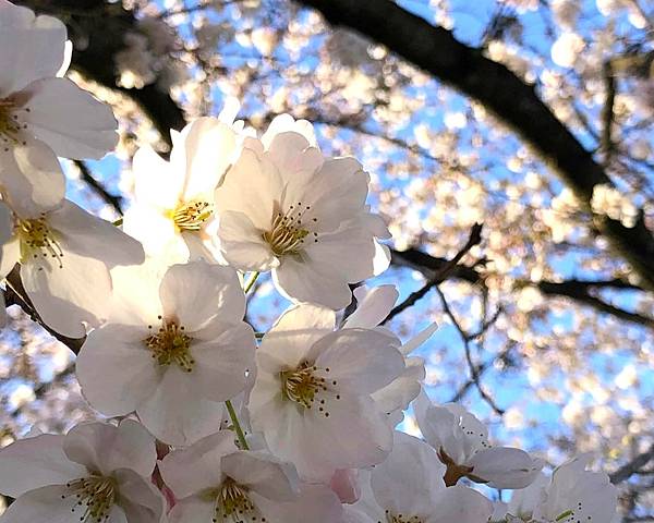 【日本關東賞櫻行】十間橋.成田櫻山公園.冰川神社.吉祥寺.新