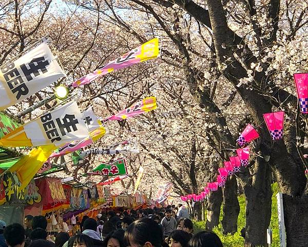 【日本關東賞櫻行】十間橋.成田櫻山公園.冰川神社.吉祥寺.新