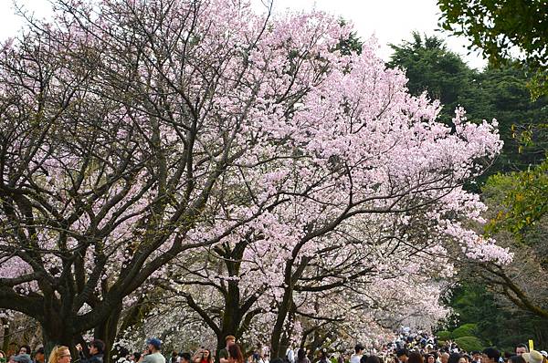 【日本關東賞櫻行】十間橋.成田櫻山公園.冰川神社.吉祥寺.新