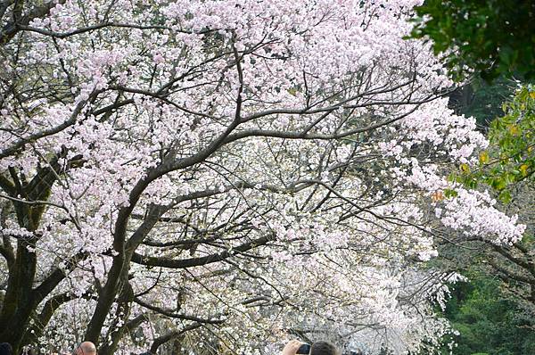 【日本關東賞櫻行】十間橋.成田櫻山公園.冰川神社.吉祥寺.新