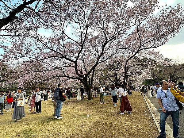 【日本關東賞櫻行】十間橋.成田櫻山公園.冰川神社.吉祥寺.新