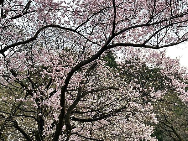 【日本關東賞櫻行】十間橋.成田櫻山公園.冰川神社.吉祥寺.新