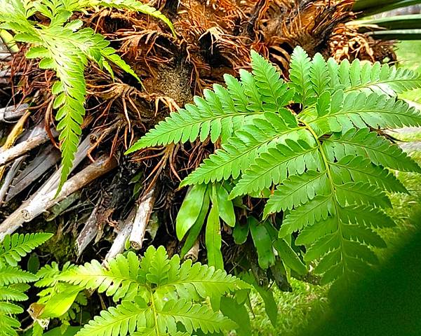 【好友相約馬國碰】之流連忘返南洋行-吉隆坡植物園Perdan