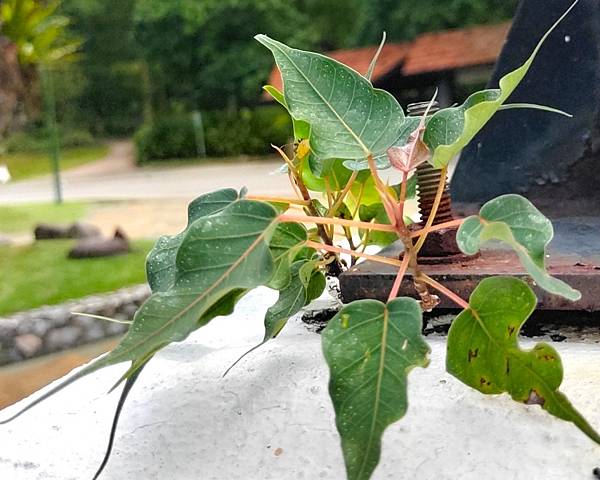 【好友相約馬國碰】之流連忘返南洋行-吉隆坡植物園Perdan