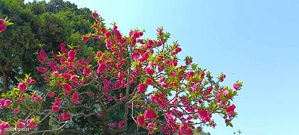 關中文化教育之旅=兵馬俑.華清池.芙蓉湖.長生殿.御湯遺址博