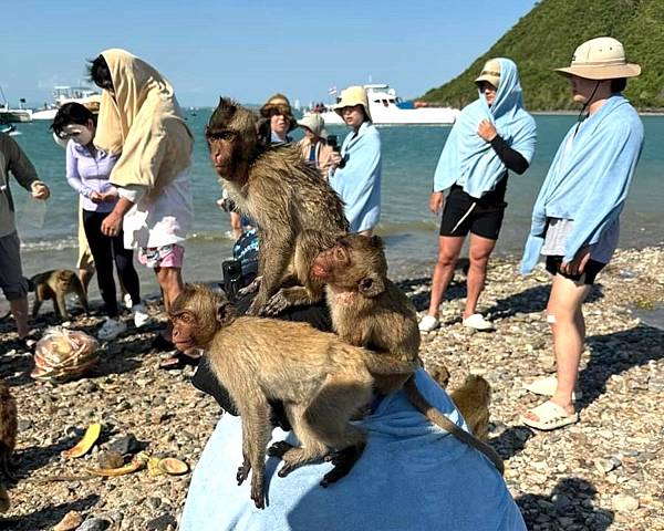 日本黃金週的泰國渡假遊/自由行=泰國航空.芭達雅.猴島.招披