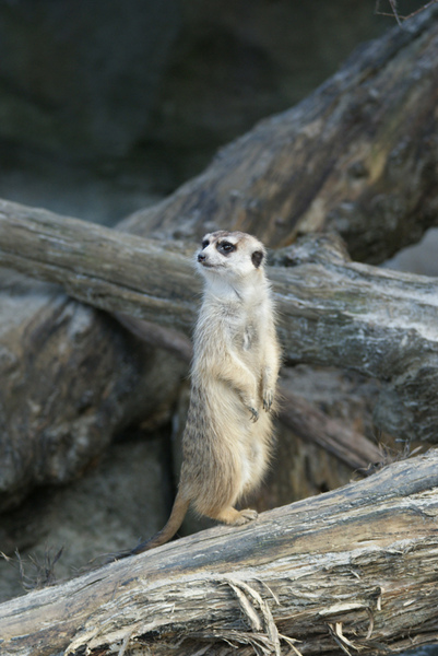 Meerkat1