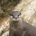 otter