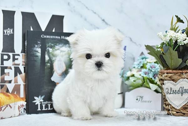 2023/11/5出生的瑪爾濟斯幼犬<已售>