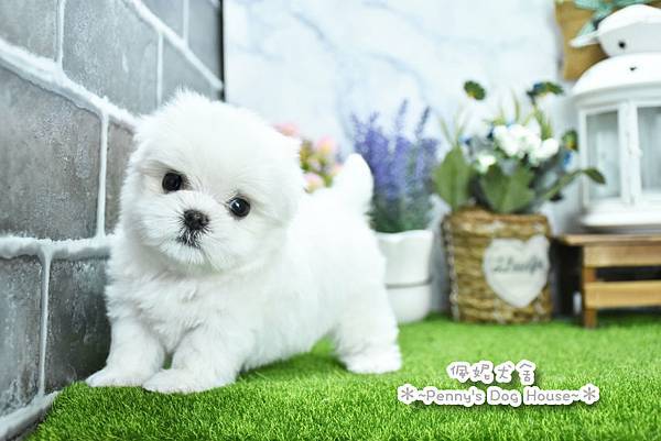 2025/4/16出生的瑪爾濟斯幼犬已售