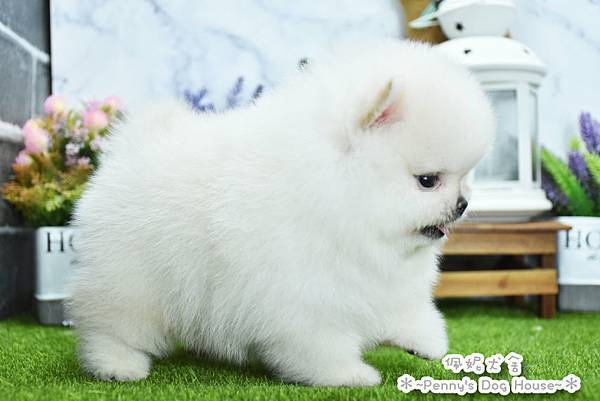 2025/4/23出生的博美幼犬已售