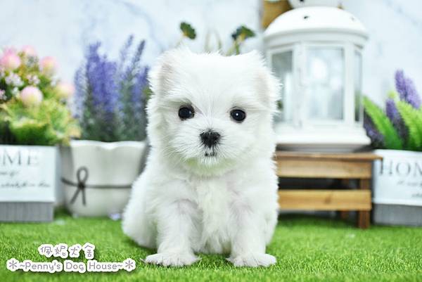 2025/5/14出生的瑪爾濟斯幼犬已售