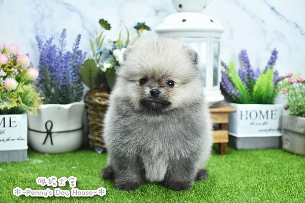 2025/6/14出生的博美幼犬已售