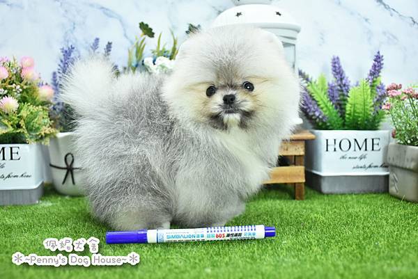 2025/6/16出生的博美幼犬已售