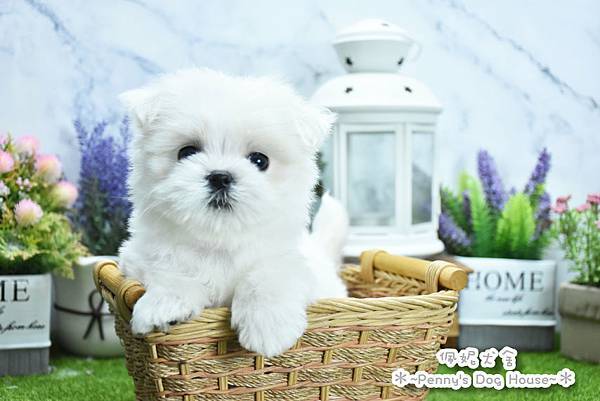 2025/6/18出生的瑪爾濟斯幼犬已售