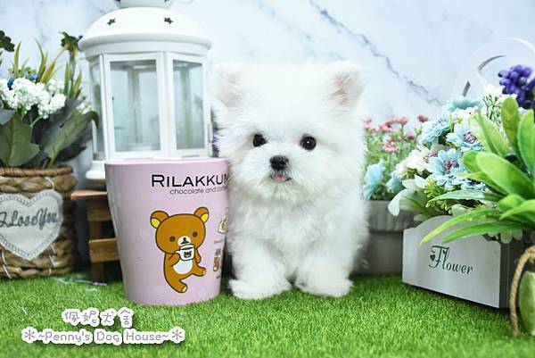 2025/6/2出生的瑪爾濟斯幼犬已售