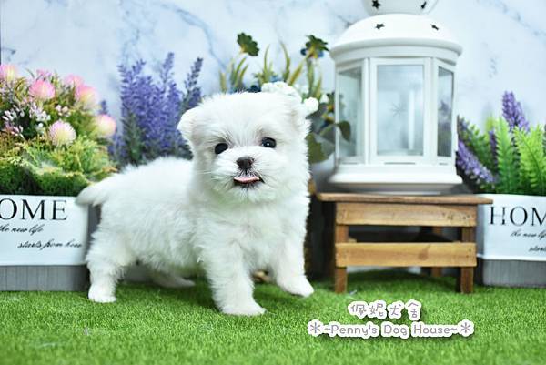 2025/7/18出生的瑪爾濟斯幼犬已售