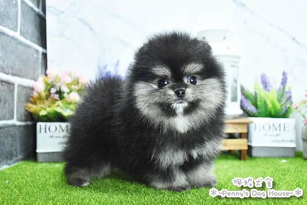 2025/7/10出生的博美幼犬已售