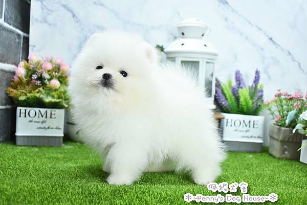 2025/8/8出生的博美幼犬已售