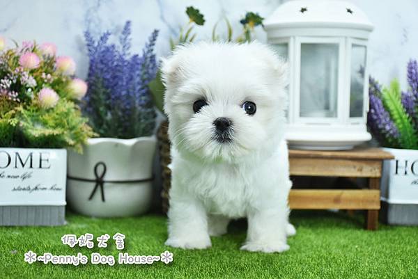 2025/7/31出生的瑪爾濟斯幼犬已售