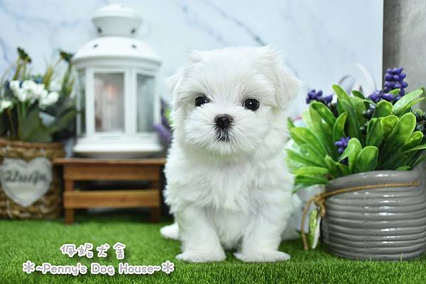 2025/8/26出生的瑪爾濟斯幼犬已售