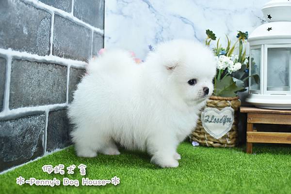 2025/9/5出生的博美幼犬已售