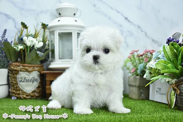 2025/9/8出生的瑪爾濟斯幼犬已售