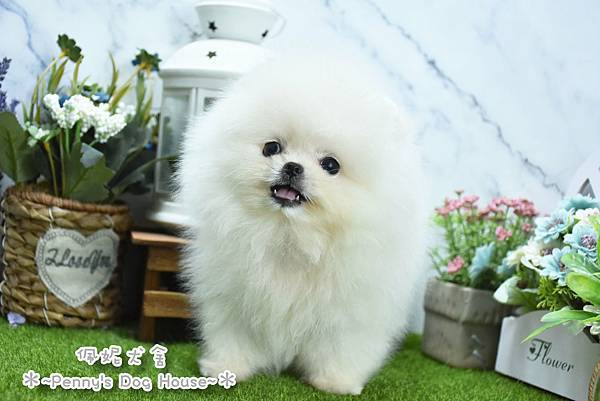 2025/8/15出生的博美幼犬已售