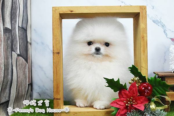 2025/9/6出生的博美幼犬 2025/9/6出生的博美幼犬