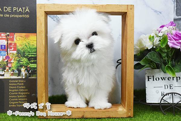 2025/9/20出生的瑪爾濟斯幼犬已售