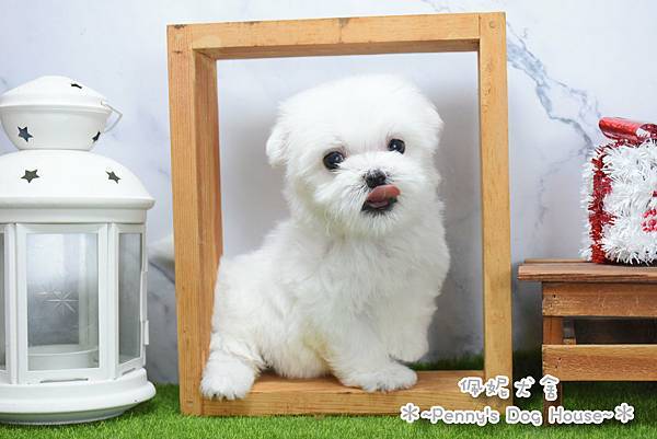 2025/10/13出生的瑪爾濟斯幼犬已售