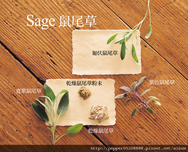 寶寶鼠尾草 寶寶鼠尾草