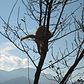 剛剛的貓爬上樹了