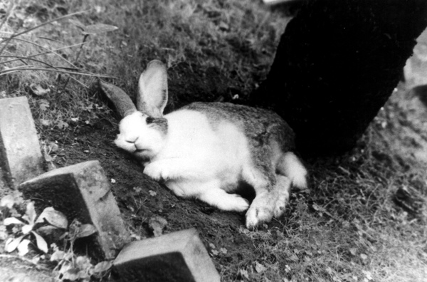 3.兔子波西本尊.bmp