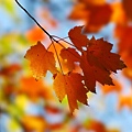 Fall_Maple_1600.jpg