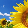 Sunflower_1920.jpg