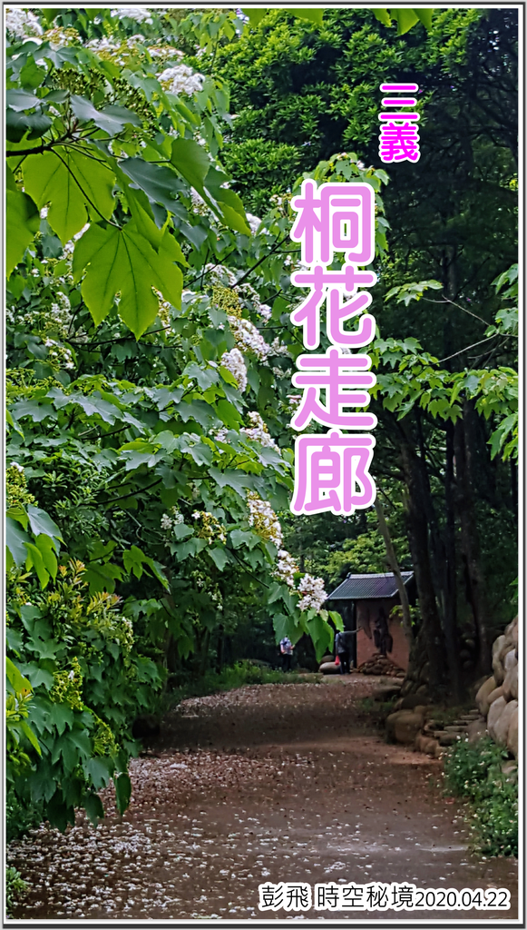 苗栗三義【桐花走廊】