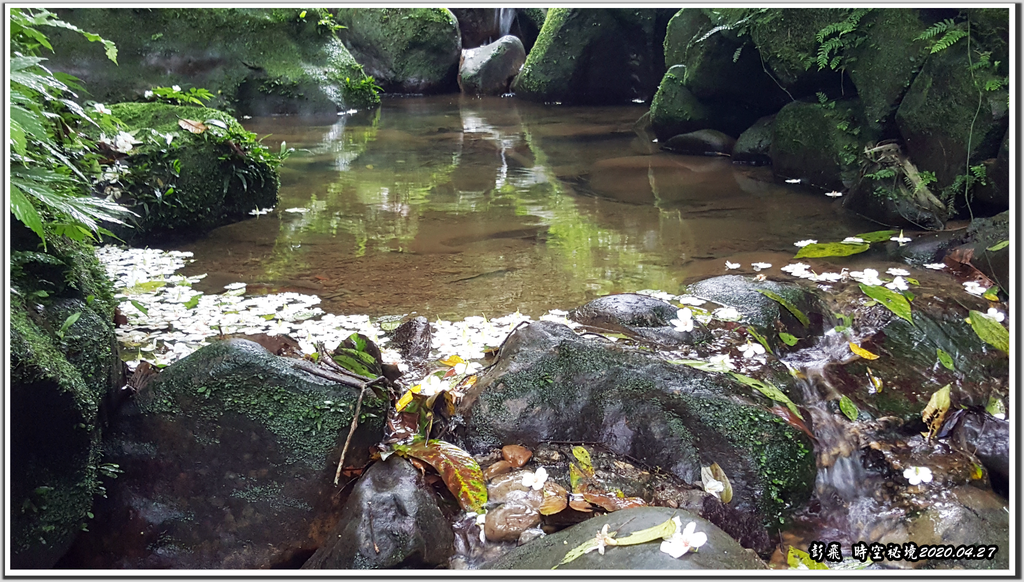 土城桐花公園油桐花盛開了