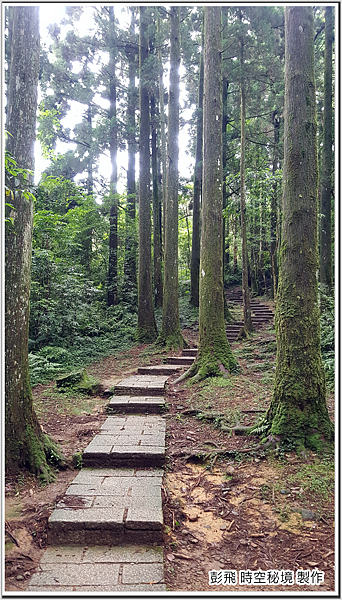 東眼山國家森林遊樂區