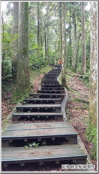 東眼山國家森林遊樂區