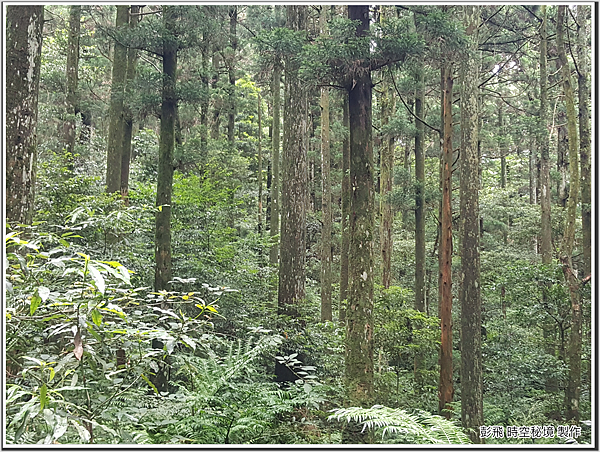 東眼山國家森林遊樂區 東眼山國家森林遊樂區