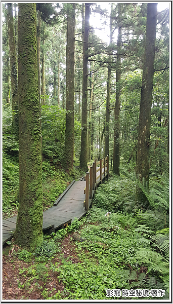 東眼山國家森林遊樂區 東眼山國家森林遊樂區