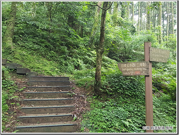 東眼山國家森林遊樂區