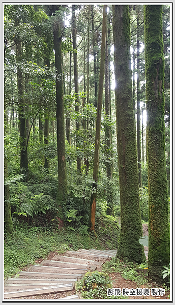 東眼山國家森林遊樂區