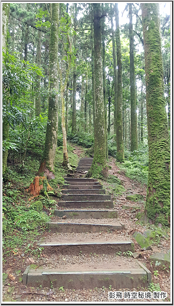 東眼山國家森林遊樂區 東眼山國家森林遊樂區