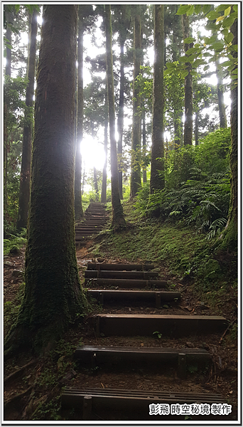 東眼山國家森林遊樂區