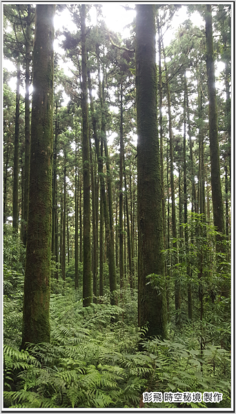 東眼山國家森林遊樂區