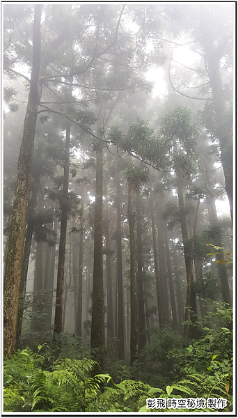 東眼山國家森林遊樂區